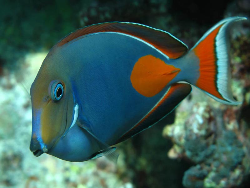 Achilles Tang