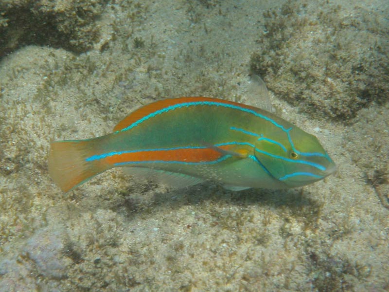 Belted Wrasse