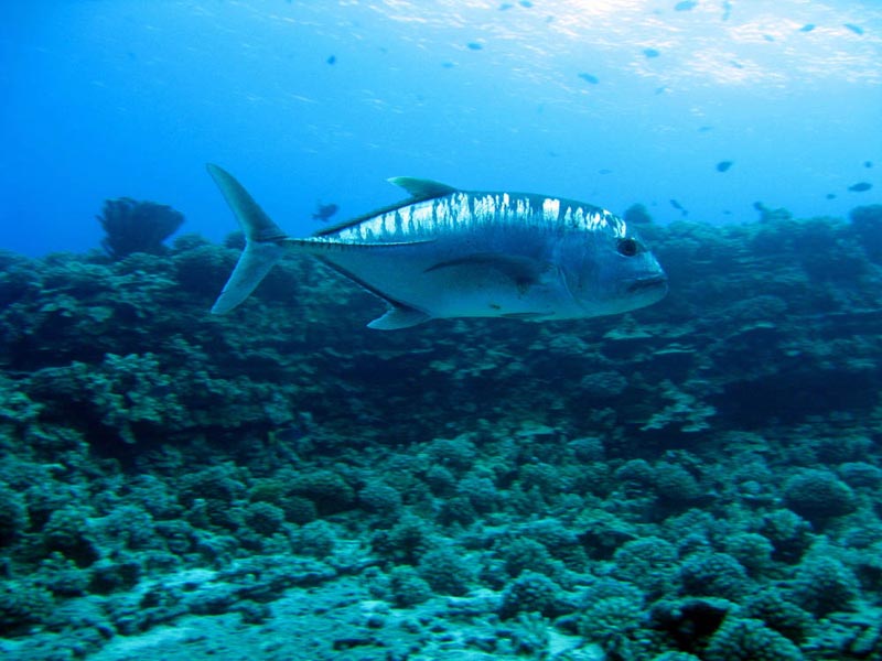 Bigeye Jack