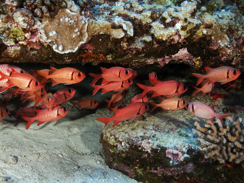 Bigscale Soldierfish