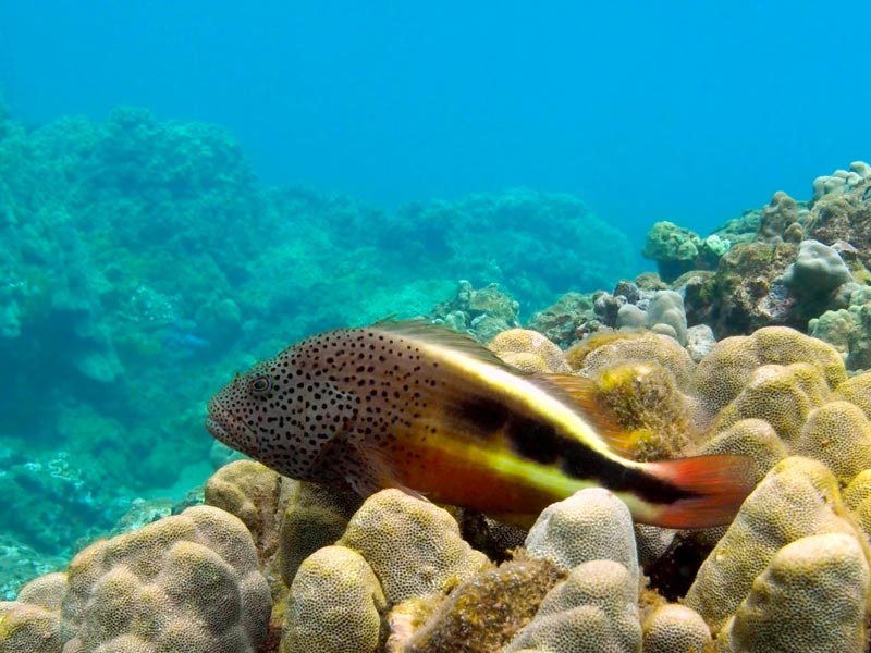 Blackside Hawkfish