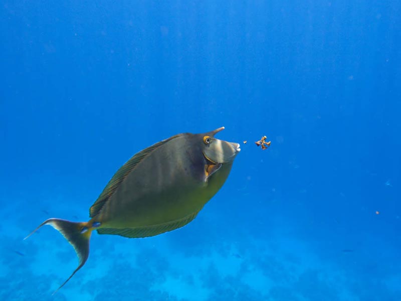 Bluespine Unicornfish