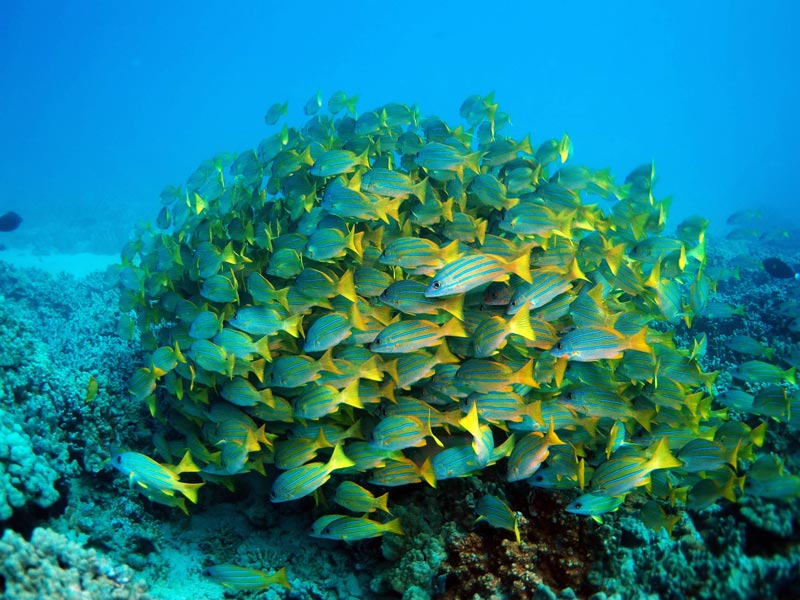 Bluestripe Snapper