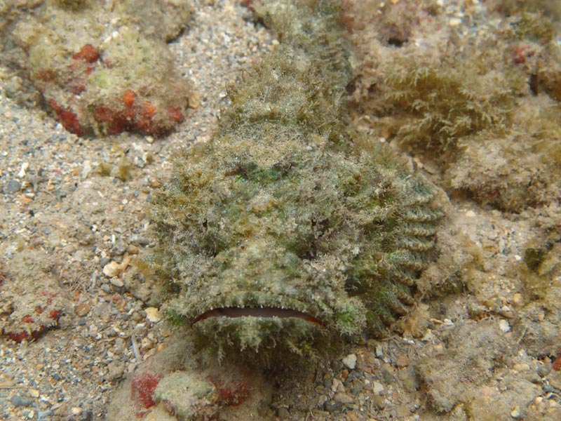 Devil Scorpionfish
