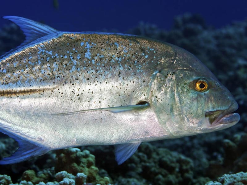 Giant Trevally