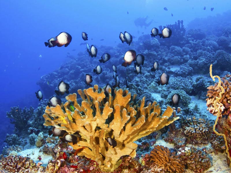 Hawaiian Damselfish