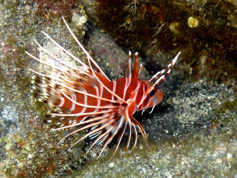 Hawaiian Lionfish
