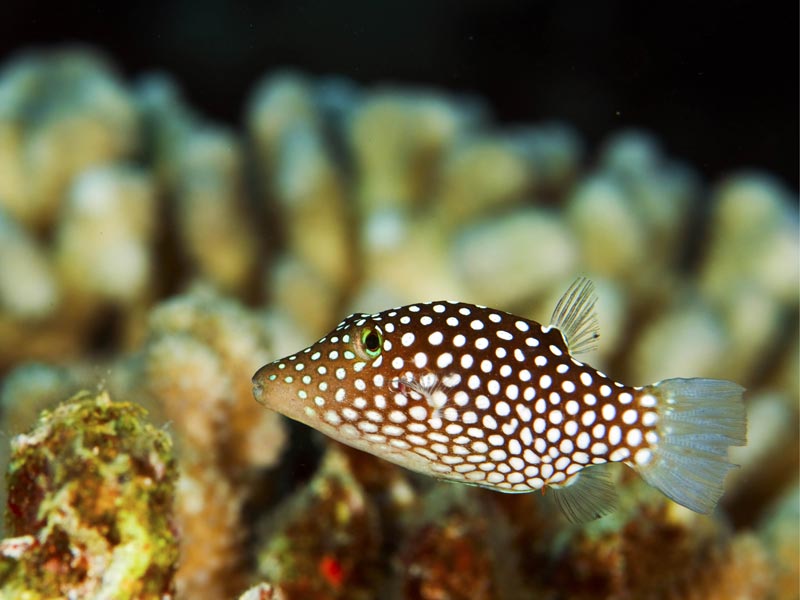 Hawaiian Whitespotted Toby