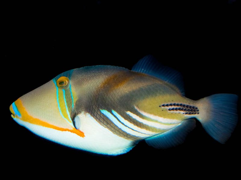Picasso Triggerfish