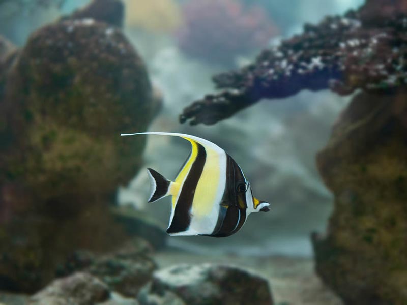 Moorish Idol