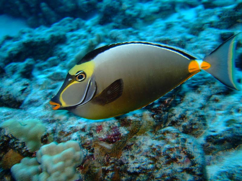 Orange Spine Surgeonfish