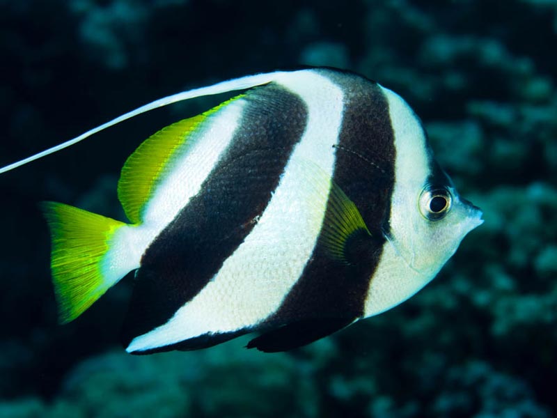 Pennant Butterflyfish