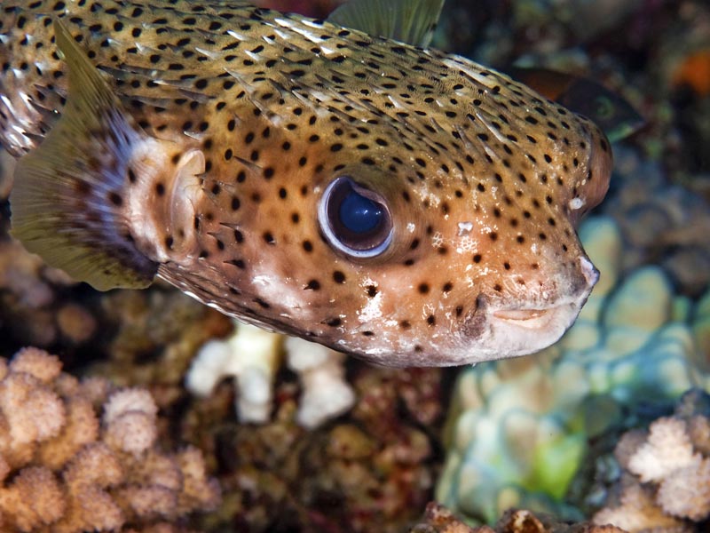 Porcupinefish