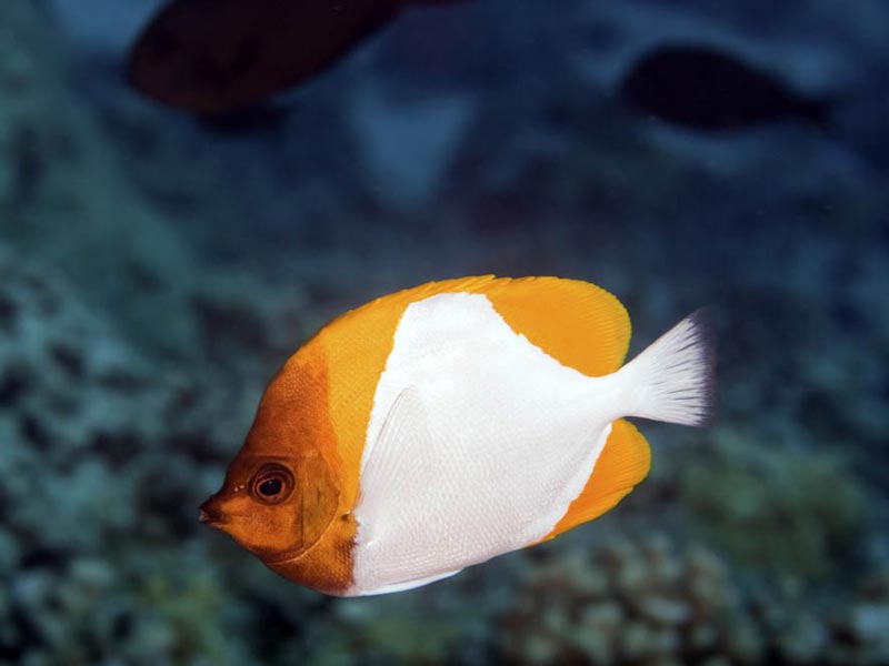 Pyramid Butterflyfish