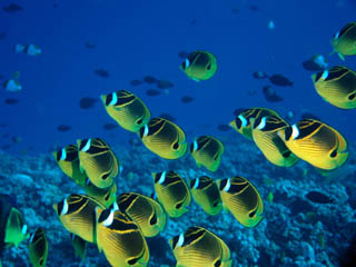 Raccoon Butterflyfish