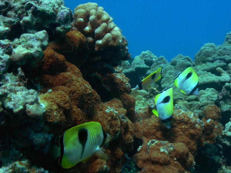 Saddleback Butterflyfish