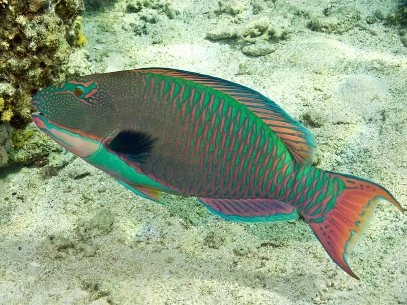 Parrotfish