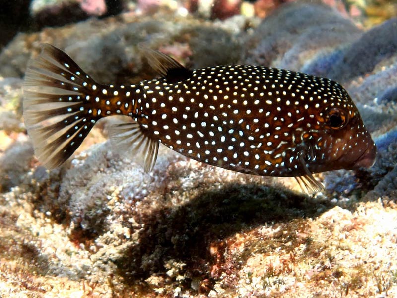 Spotted Boxfish