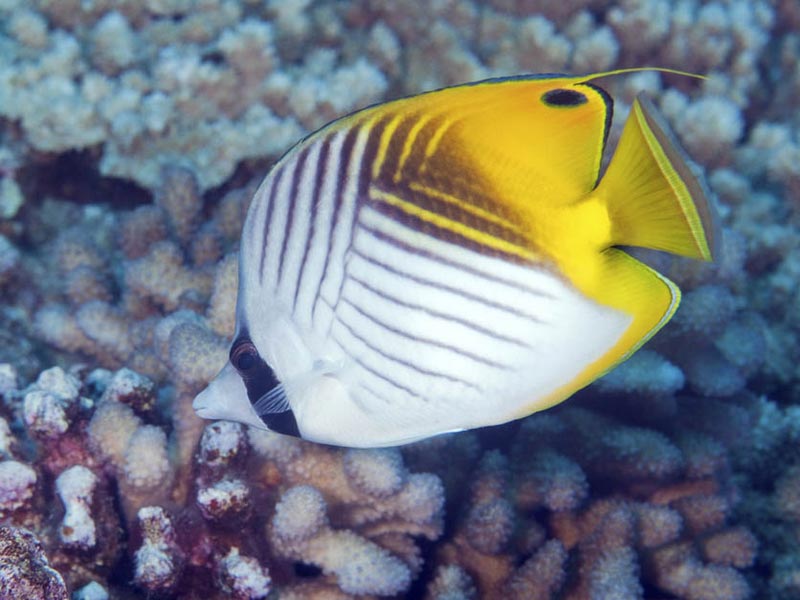 Threadfin Butterflyfish