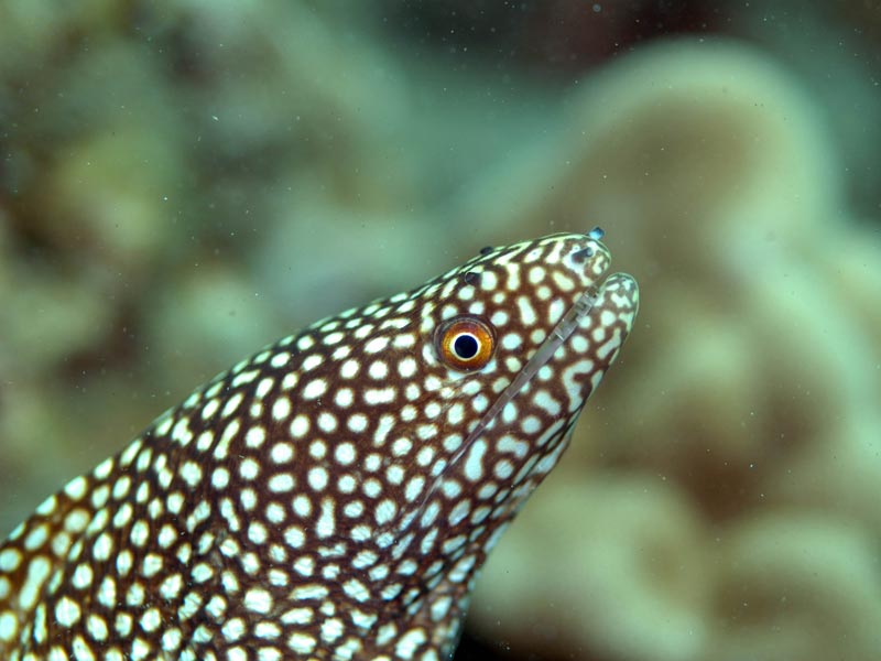 Whitemouth Moray Eel