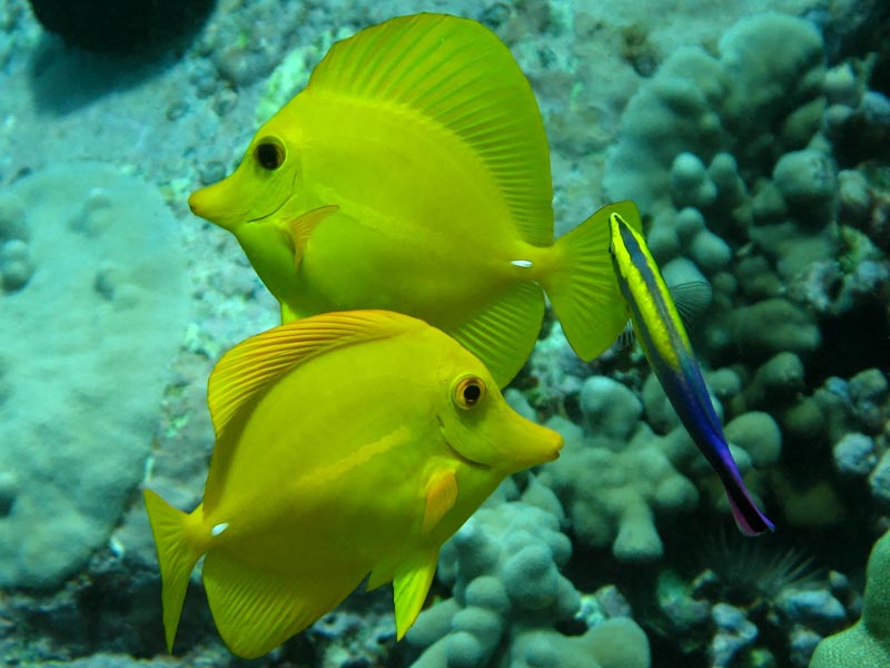 Yellow Tang