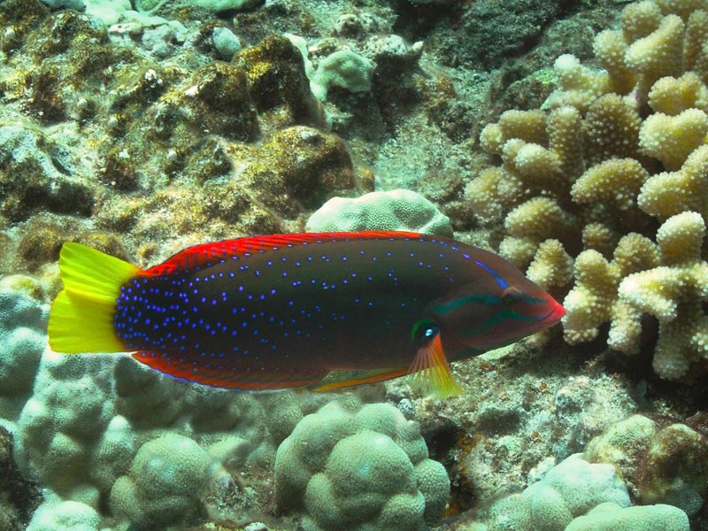 Yellowtail Wrasse